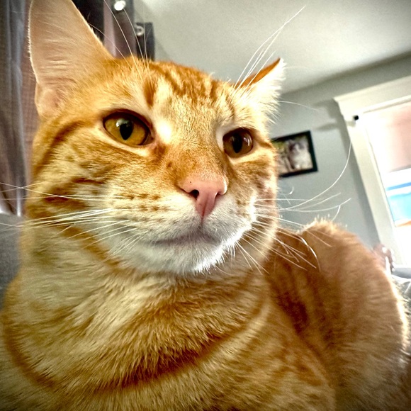 Meet your Posher, Tayler - Picture 7 of 8